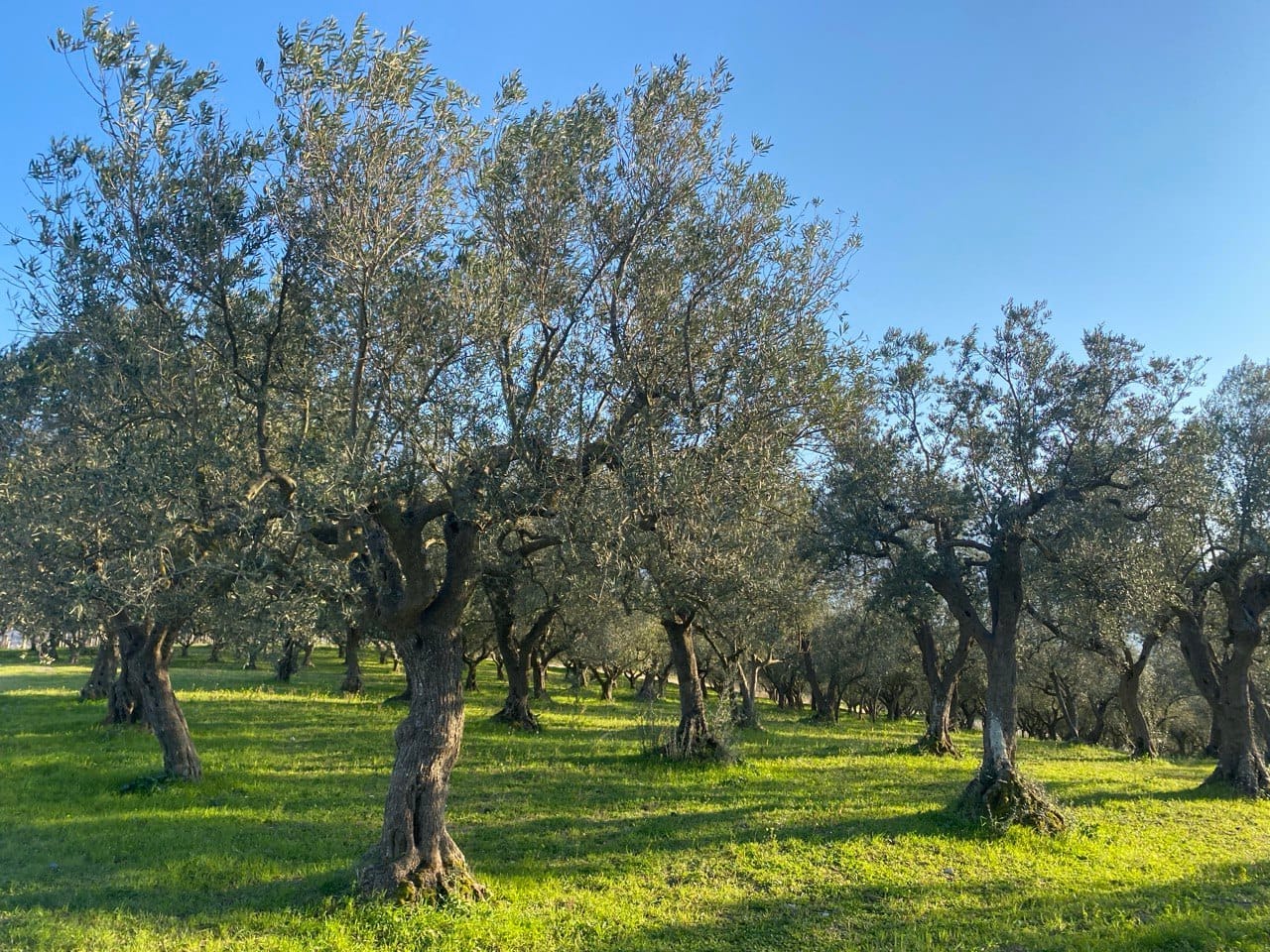 Bosco di Caldara